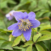 Anemone (Anemonoides) nemorosa 'Deep Blue'